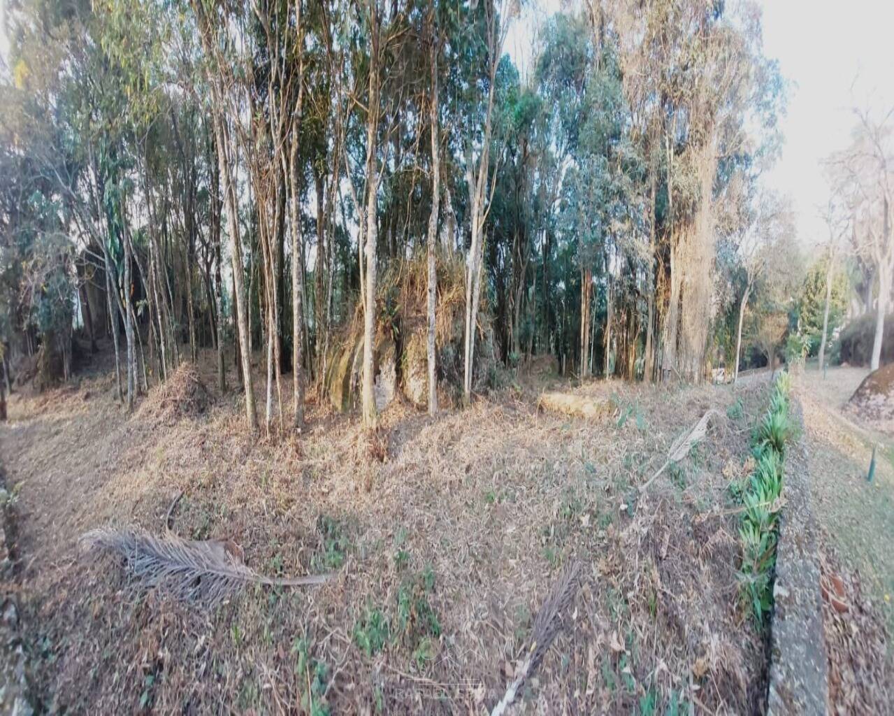 Terreno - Foto 6