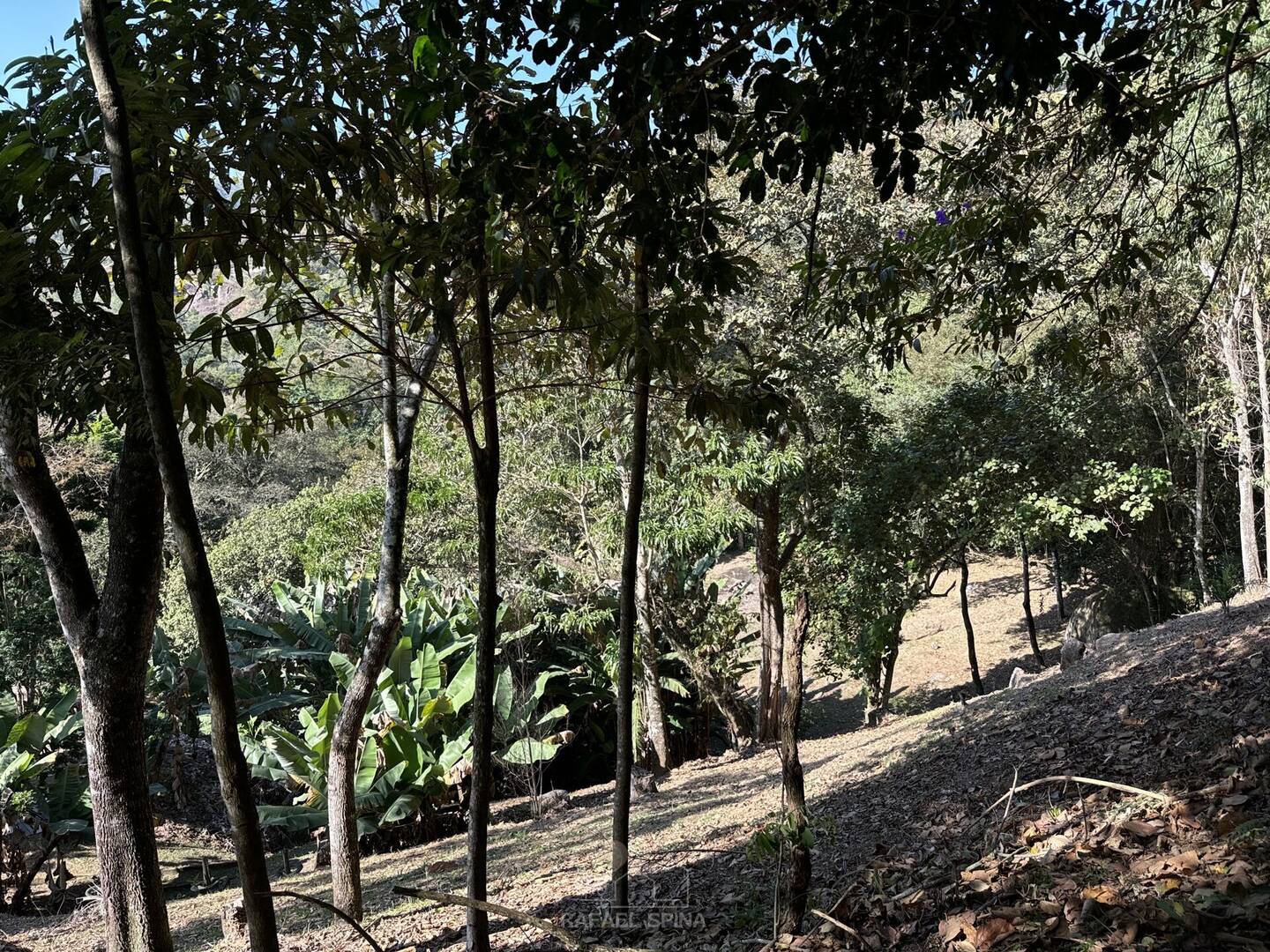 Sítio, 4 quartos, 8 hectares - Foto 14