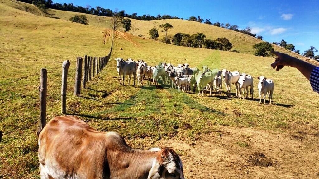 Fazenda, 242 hectares - Foto 17
