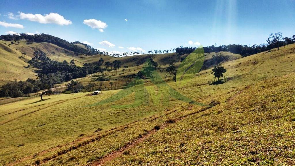Fazenda, 242 hectares - Foto 8