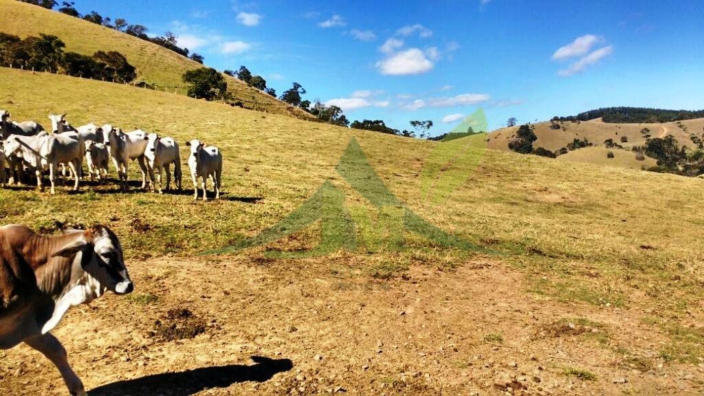 Fazenda, 242 hectares - Foto 6
