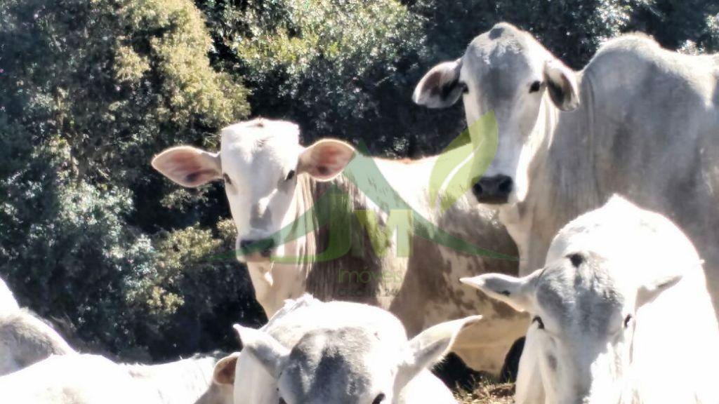 Fazenda, 242 hectares - Foto 11