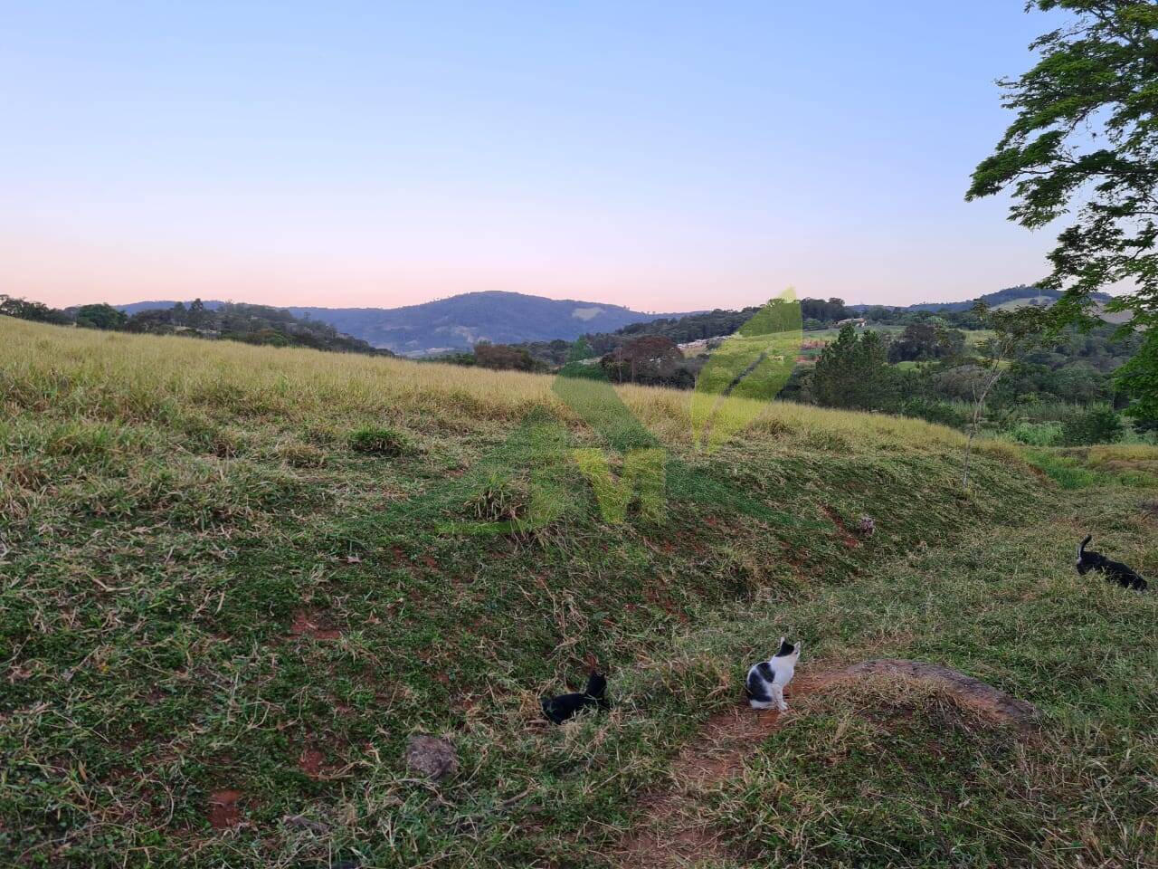 Sítio, 4 quartos, 75 hectares - Foto 12