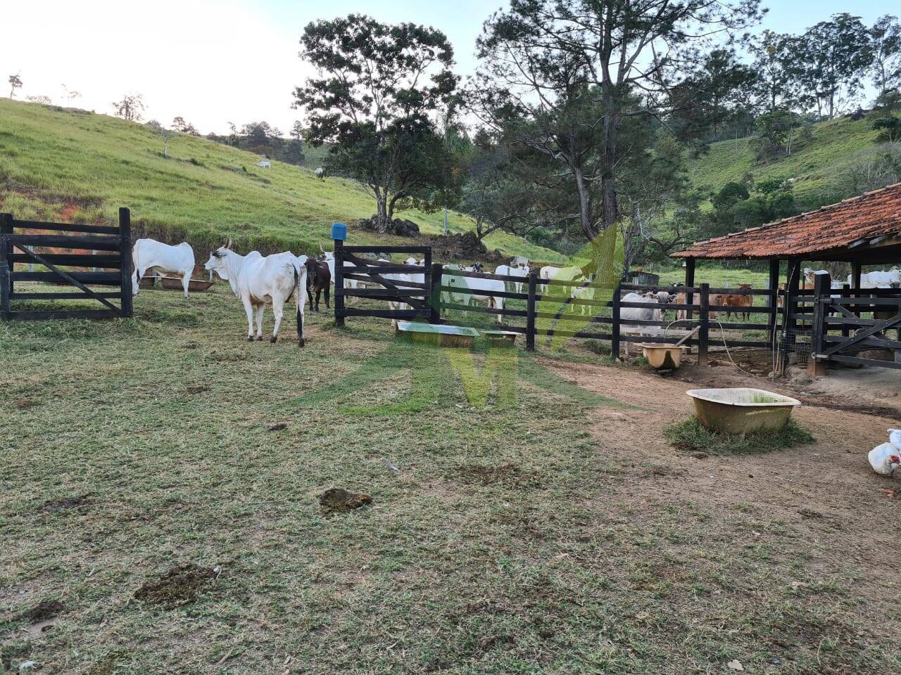 Sítio, 4 quartos, 75 hectares - Foto 15