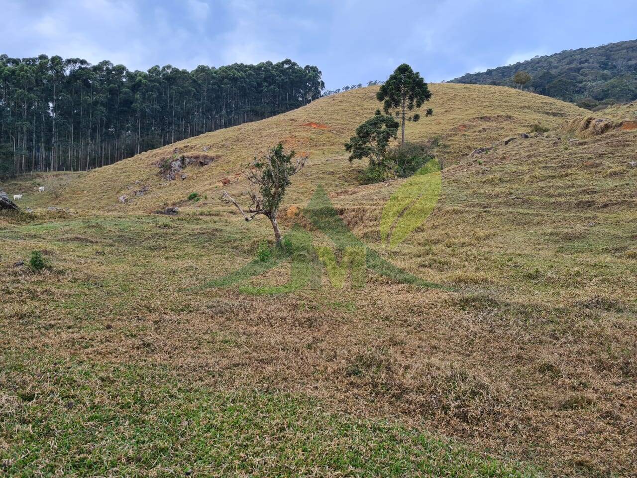 Sítio, 2 quartos, 75 hectares - Foto 4