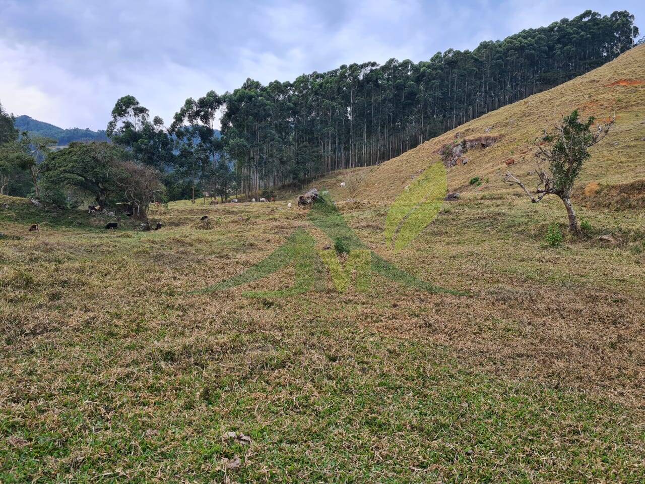 Sítio, 2 quartos, 75 hectares - Foto 7