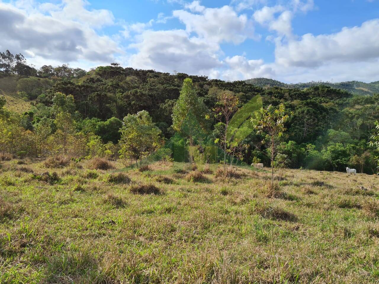 Sítio, 2 quartos, 36 hectares - Foto 12
