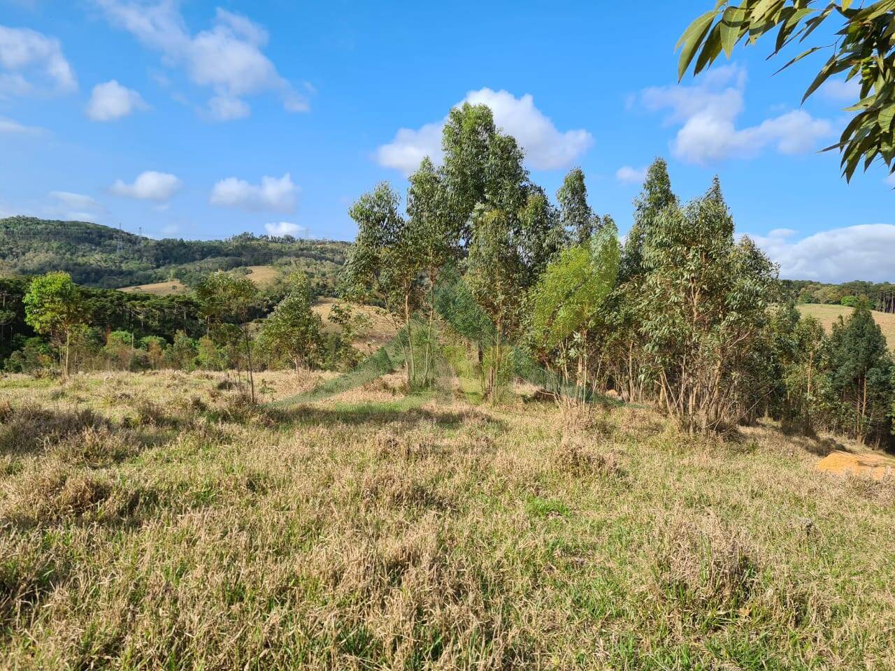 Sítio, 2 quartos, 36 hectares - Foto 16