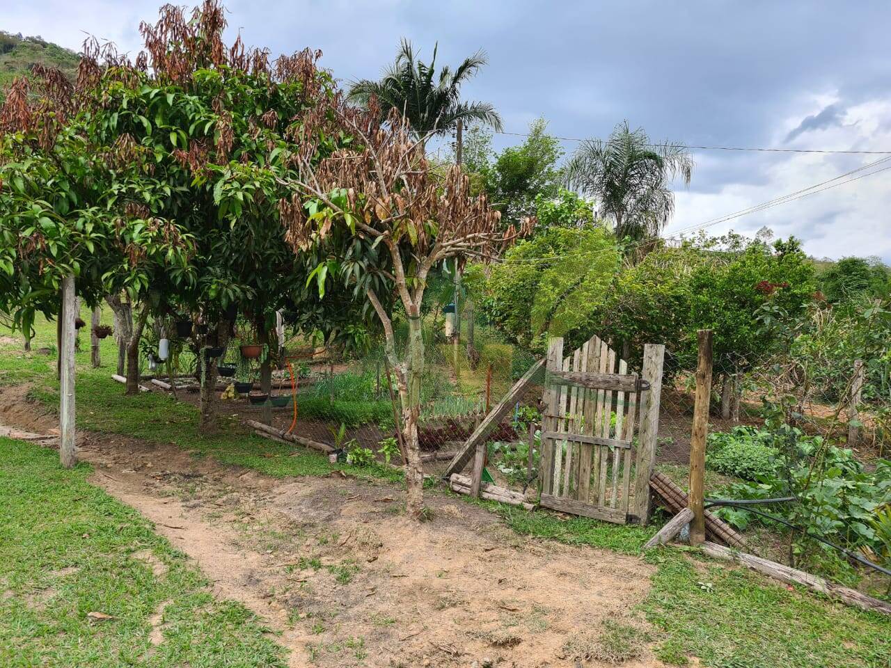 Sítio, 4 quartos, 3 hectares - Foto 6