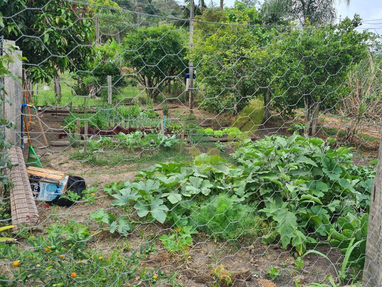 Sítio, 4 quartos, 3 hectares - Foto 48