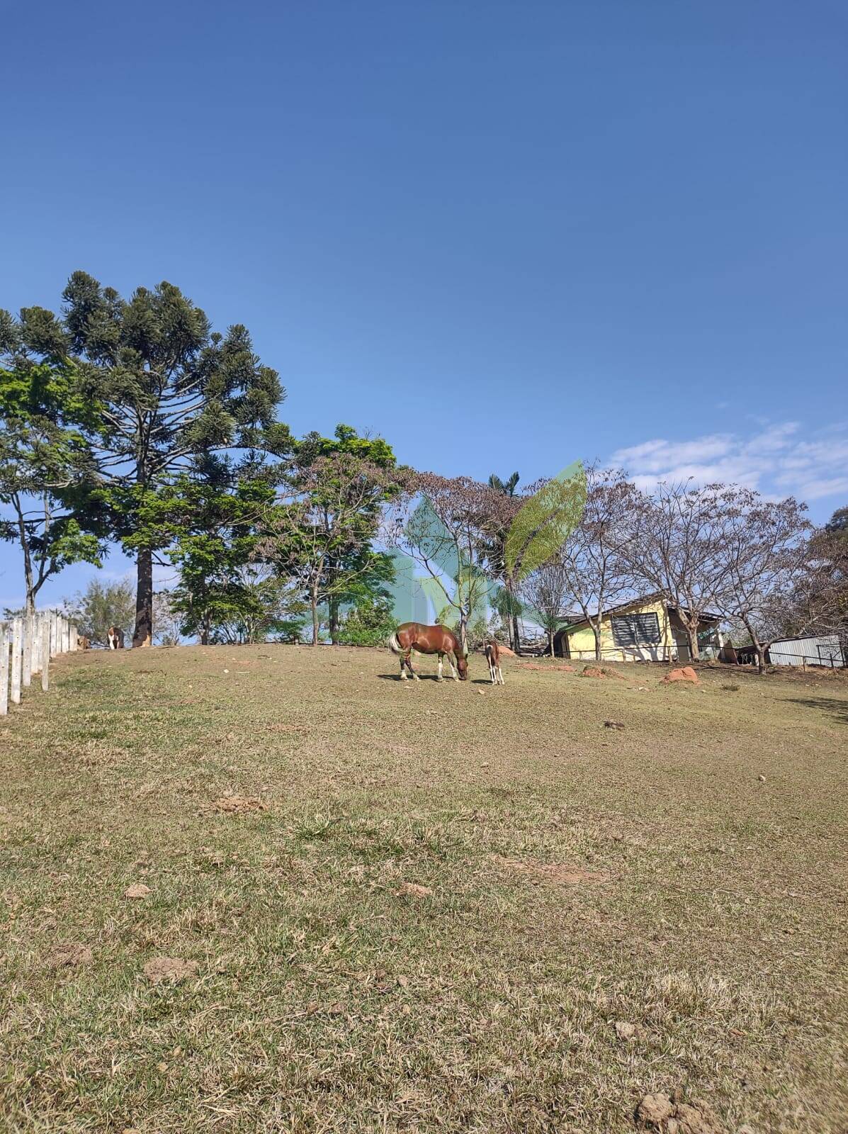 Sítio, 6 quartos, 24 hectares - Foto 12