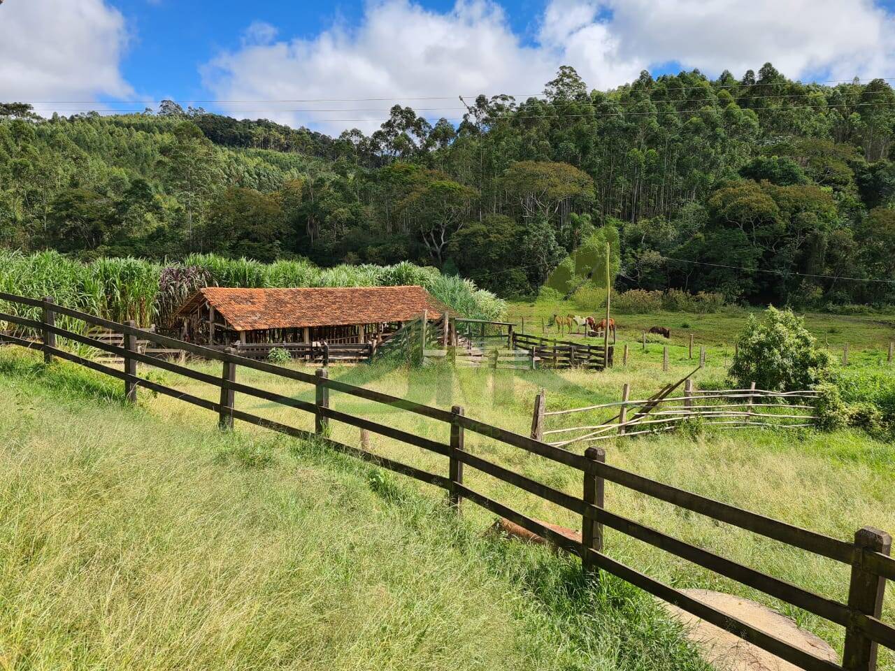 Sítio, 3 quartos, 51 hectares - Foto 10