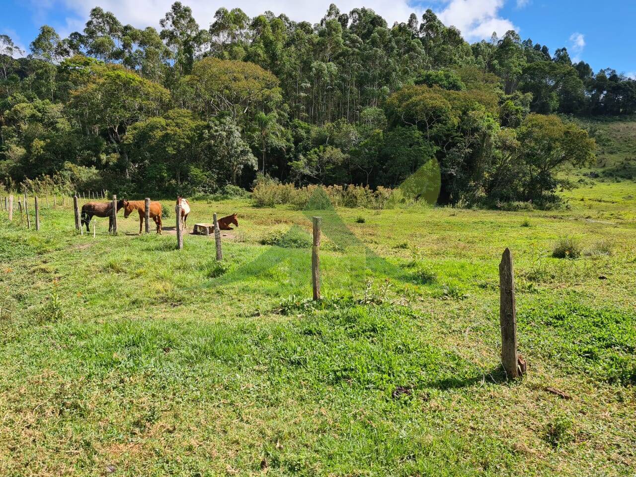 Sítio, 3 quartos, 51 hectares - Foto 14