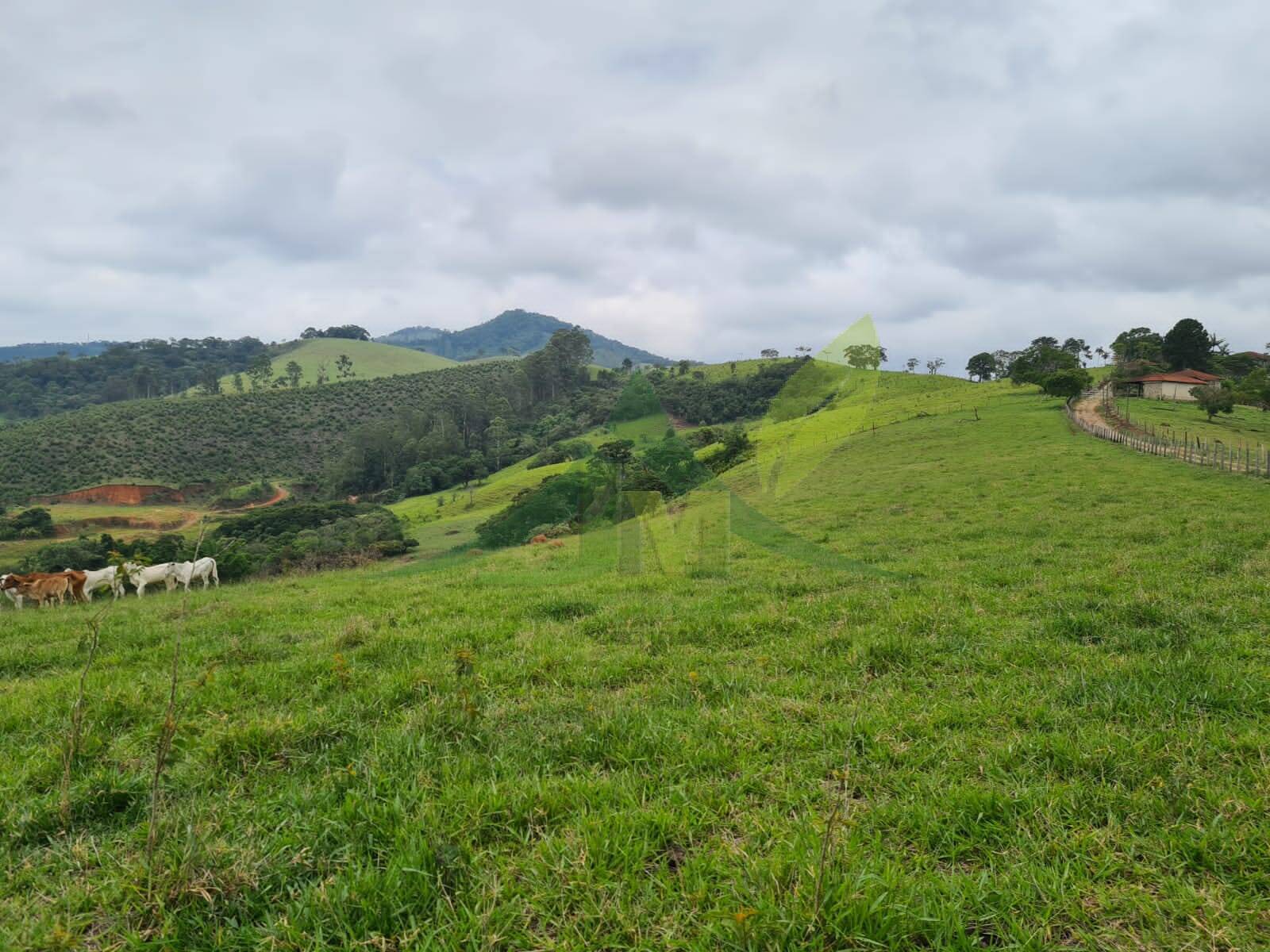 Sítio, 5 quartos, 39 hectares - Foto 7