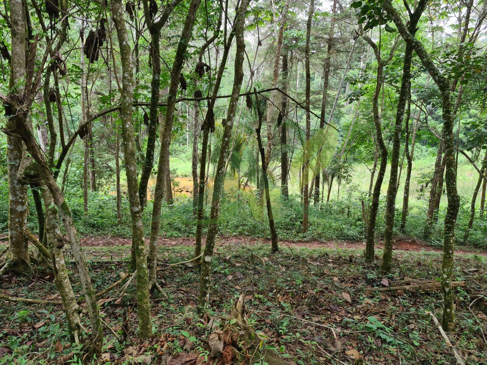 Sítio, 5 quartos, 39 hectares - Foto 23