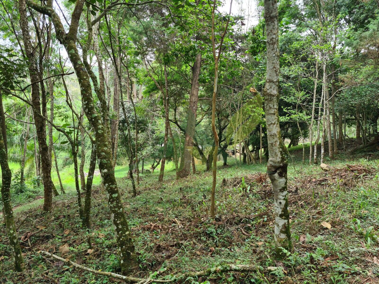 Sítio, 5 quartos, 39 hectares - Foto 26