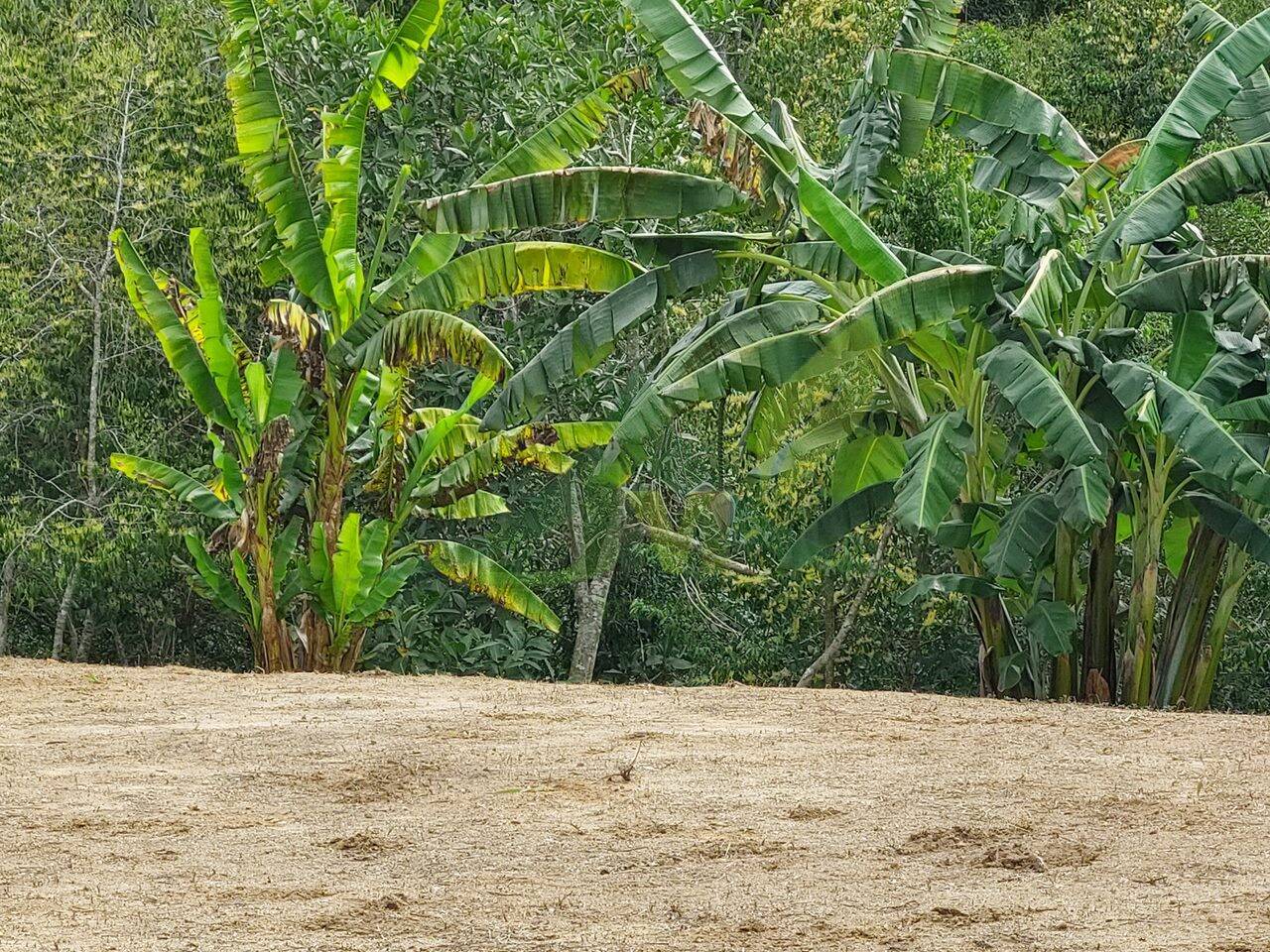 Terreno, 5300 m² - Foto 6