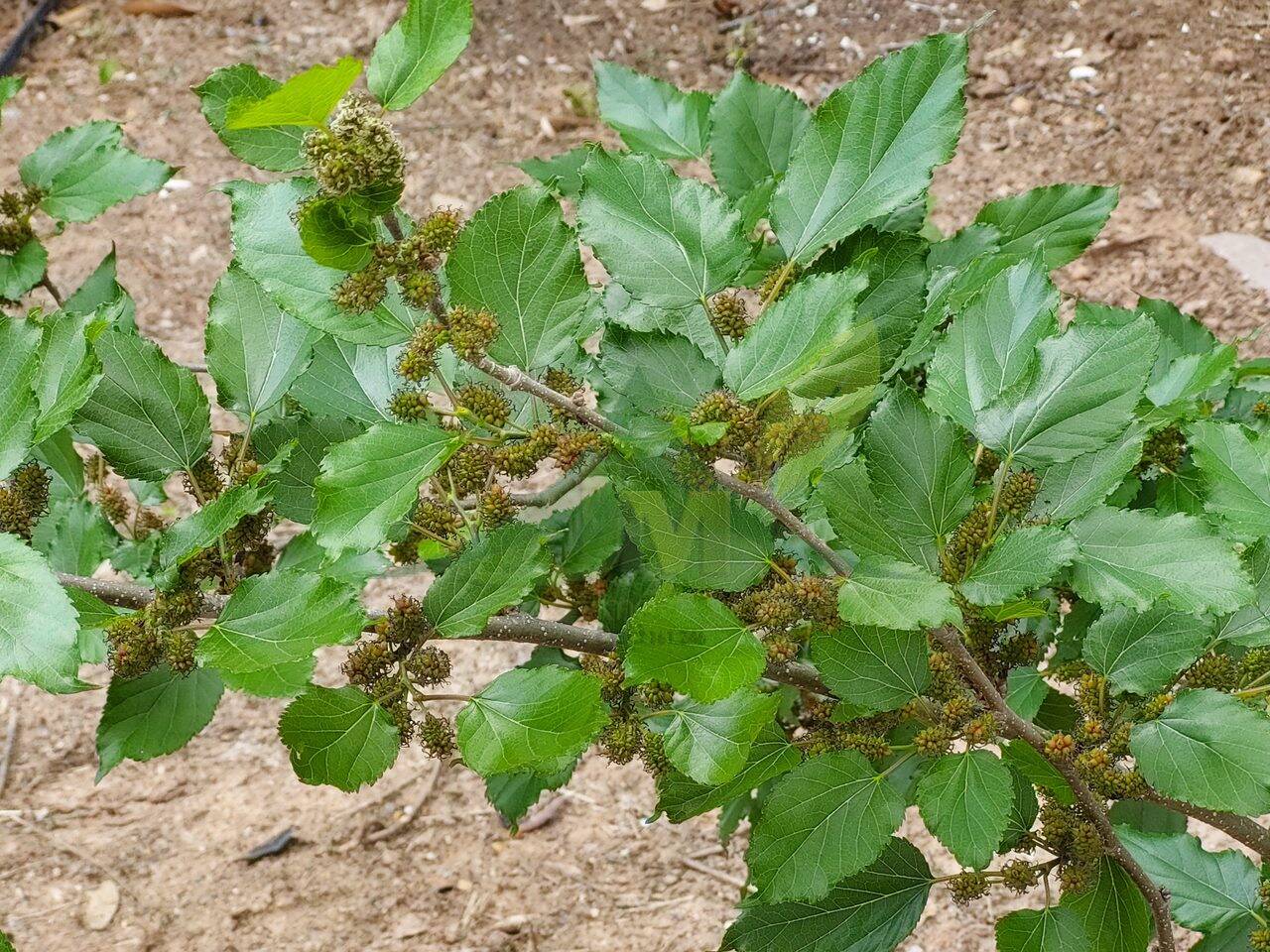 Terreno, 5300 m² - Foto 9