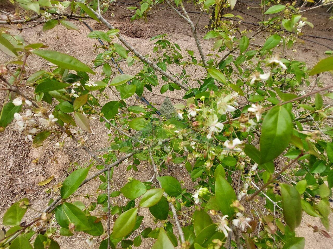 Terreno, 5300 m² - Foto 10