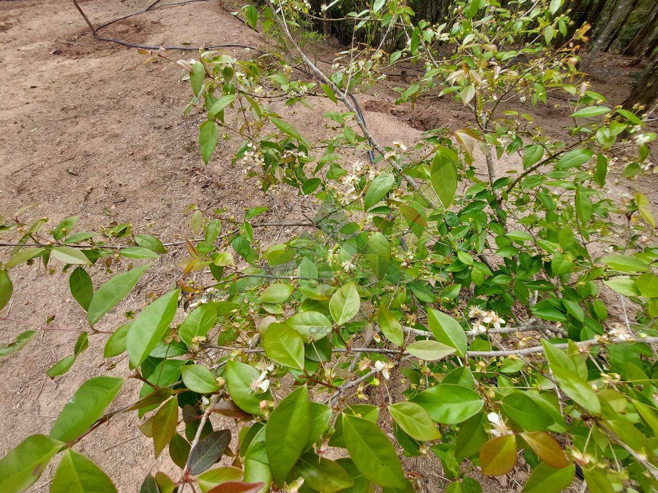 Terreno, 5300 m² - Foto 12