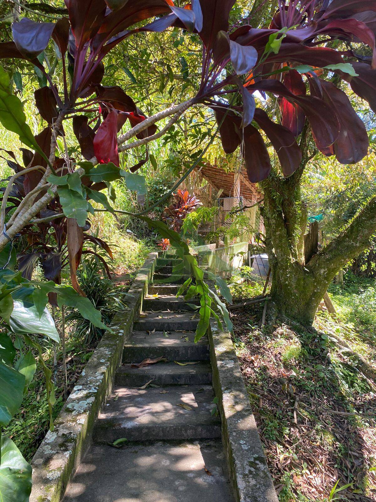 Sítio, 6 quartos, 2 hectares - Foto 40