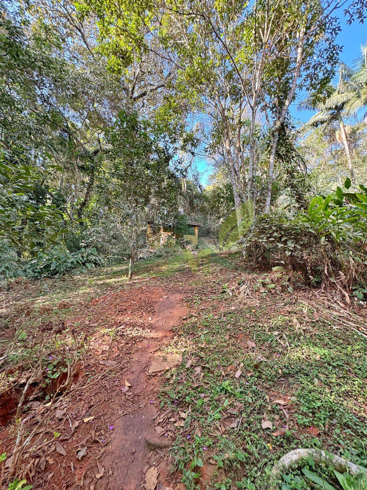Sítio, 4 quartos, 5000 m² - Foto 3