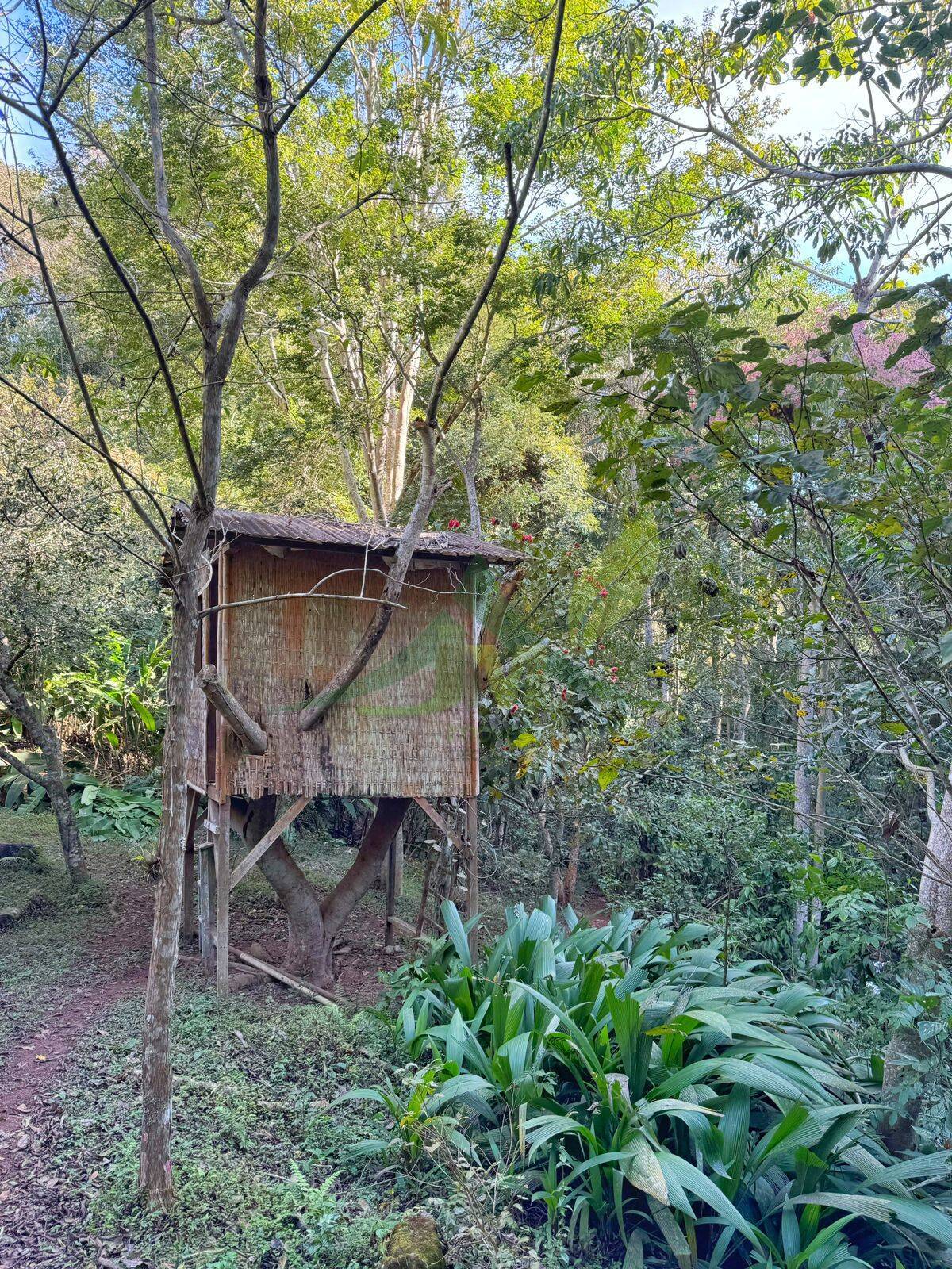 Sítio, 4 quartos, 5000 m² - Foto 9