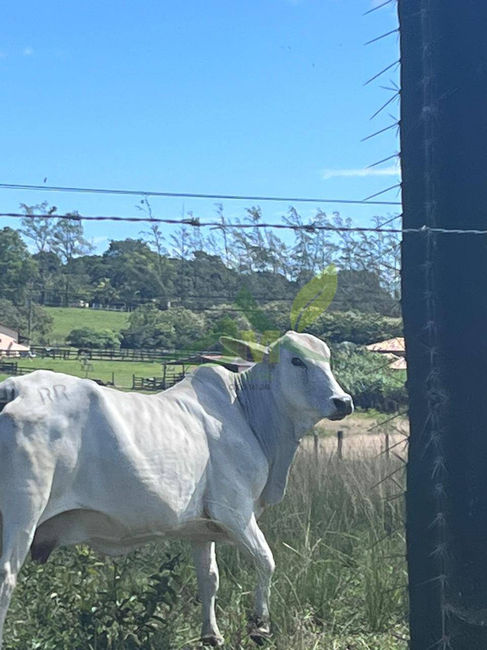 Fazenda, 126 hectares - Foto 2