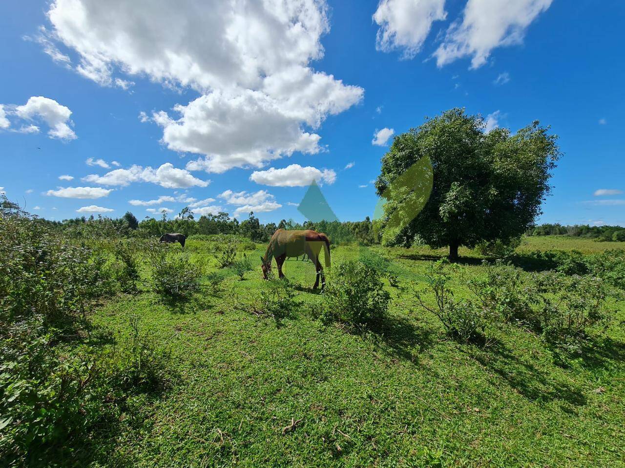 Fazenda, 126 hectares - Foto 10