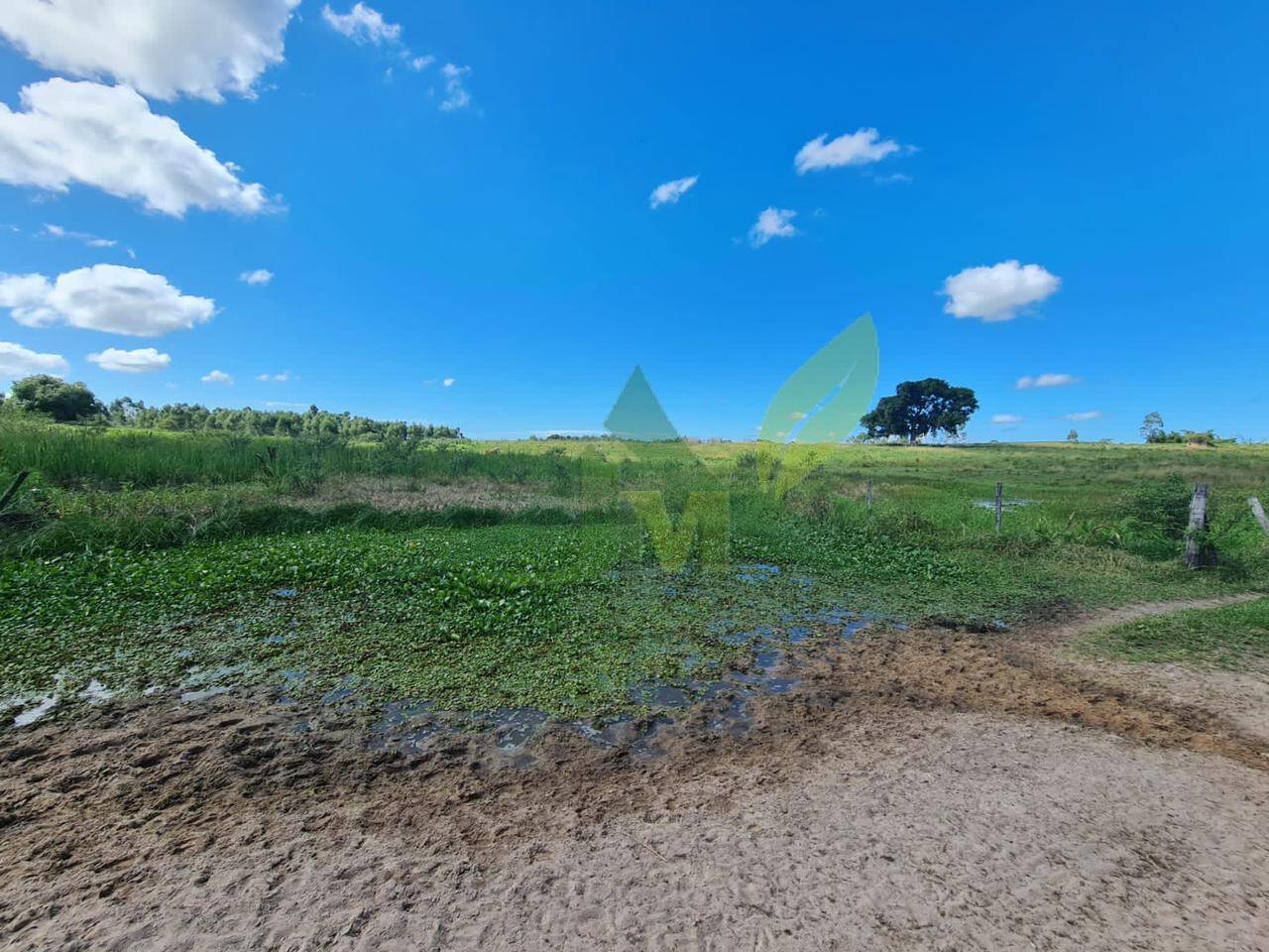 Fazenda, 126 hectares - Foto 14