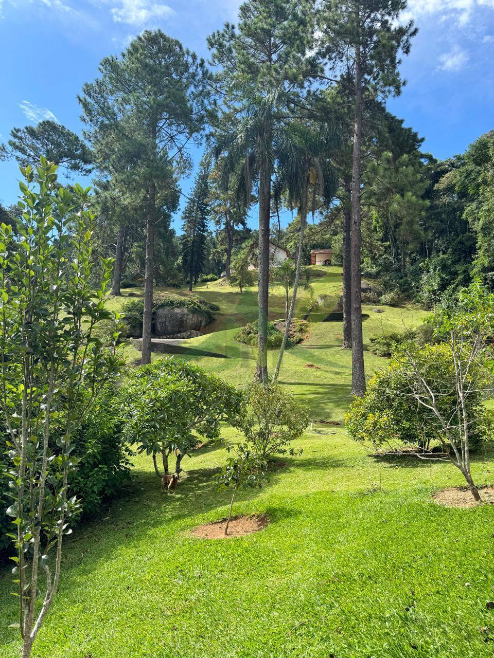 Sítio, 9 quartos, 24 hectares - Foto 50