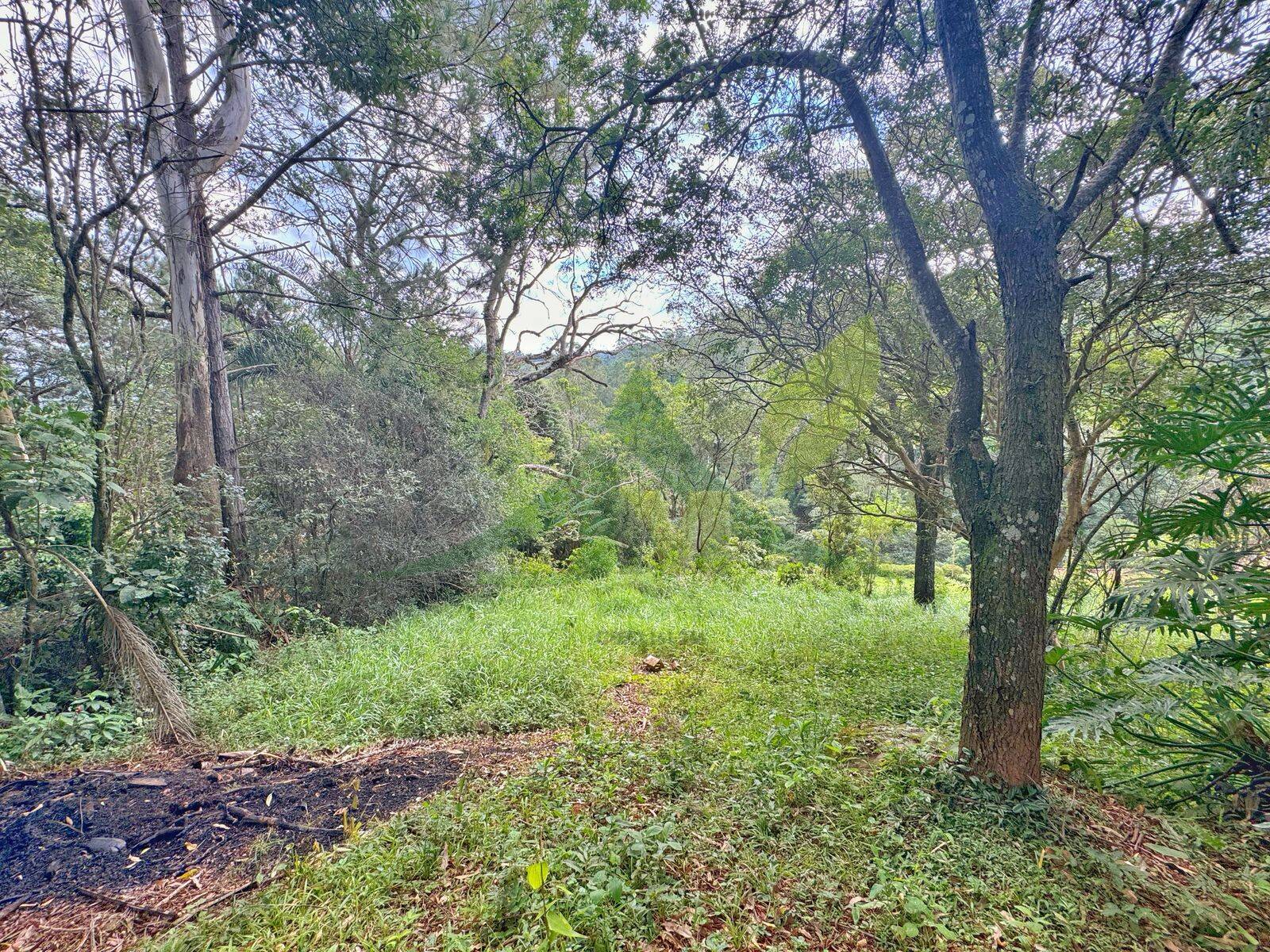 Sítio, 3 quartos, 5000 m² - Foto 8