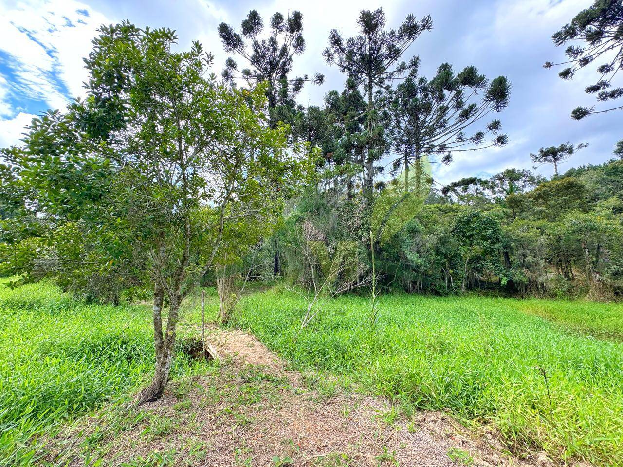 Sítio, 6 quartos, 5 hectares - Foto 18