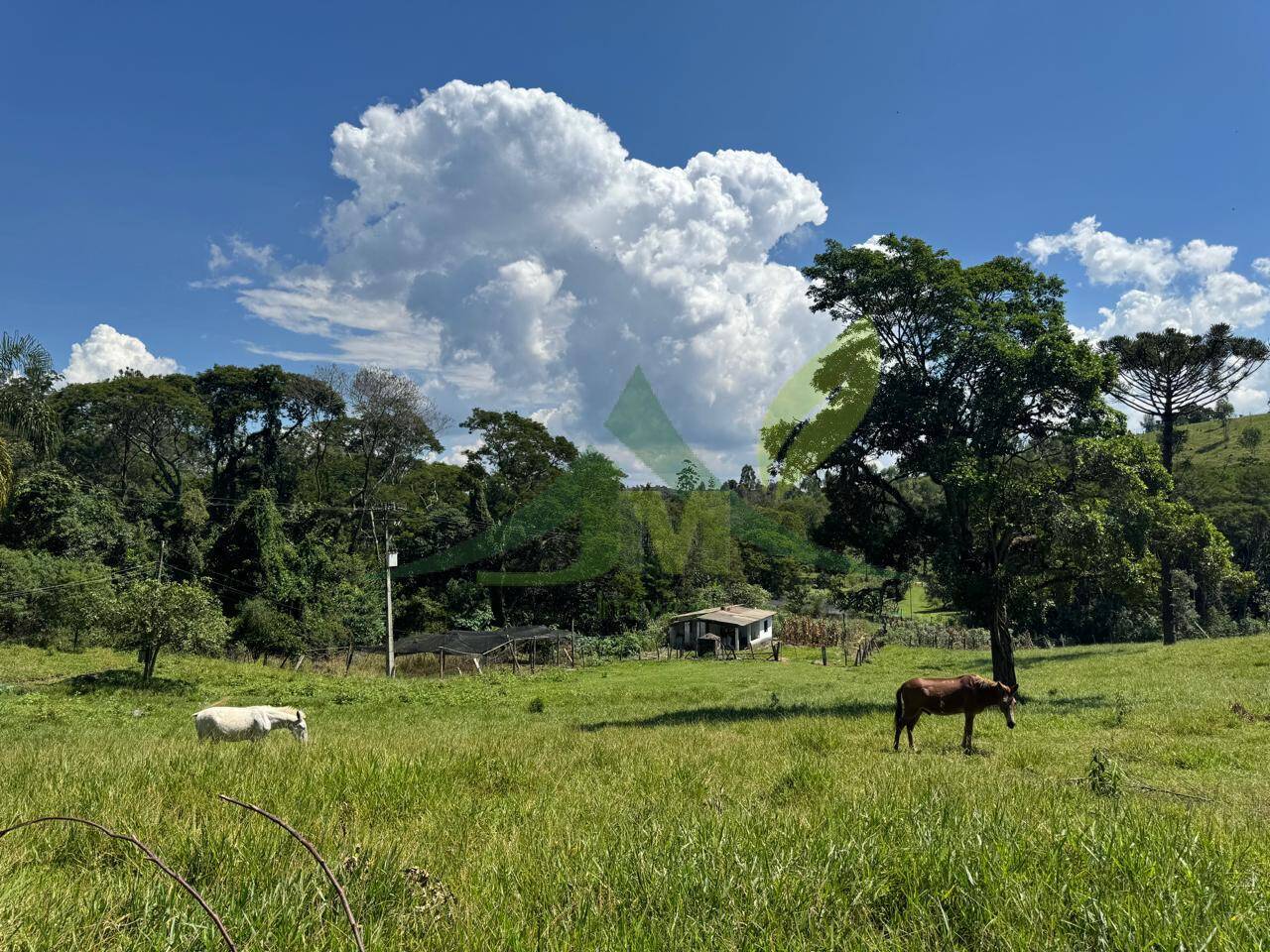 Sítio, 4 quartos, 53 hectares - Foto 57