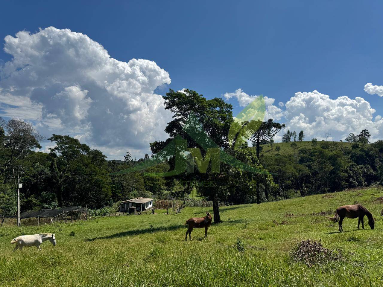 Sítio, 4 quartos, 53 hectares - Foto 59