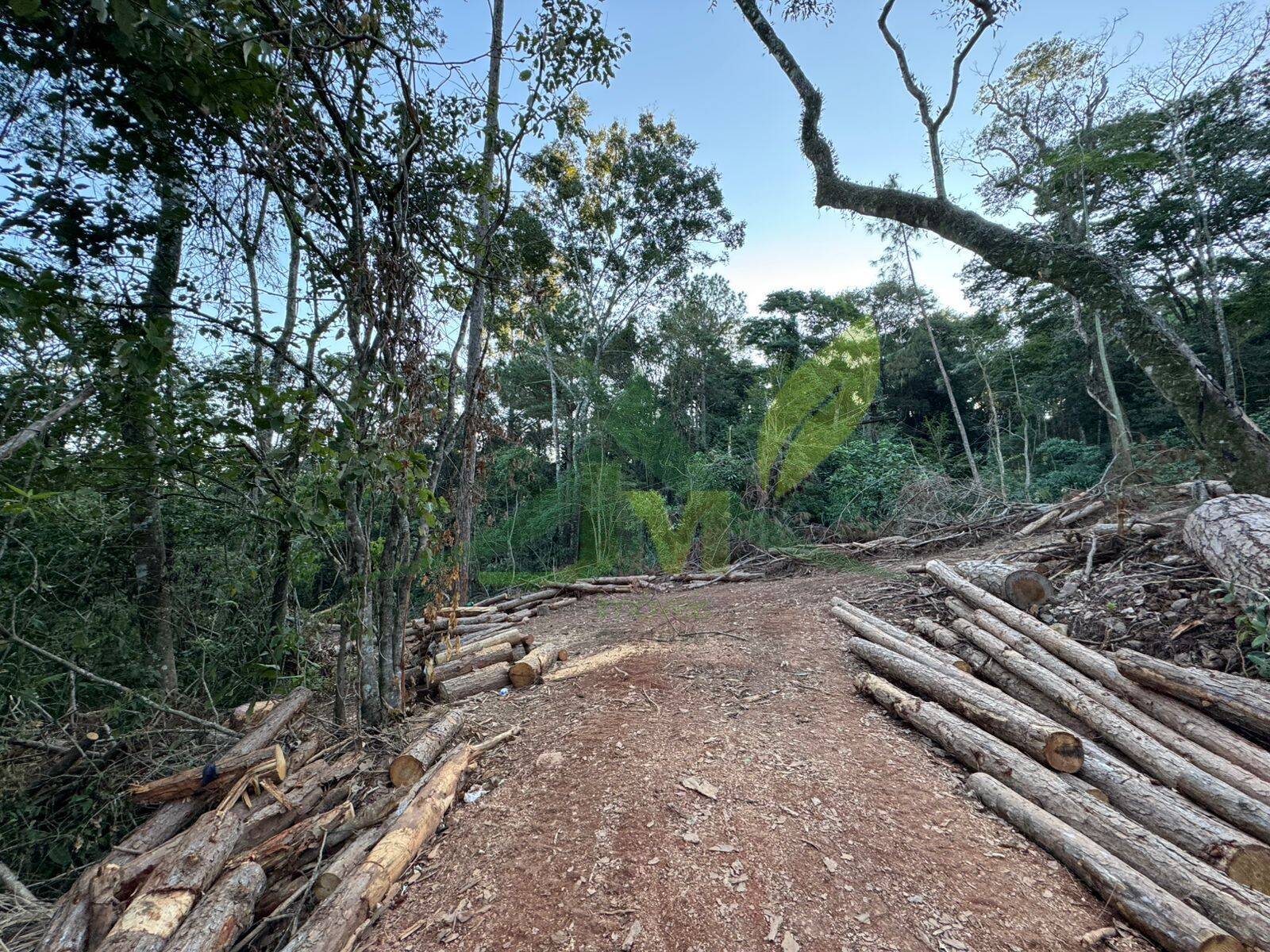 Terreno, 2 hectares - Foto 6