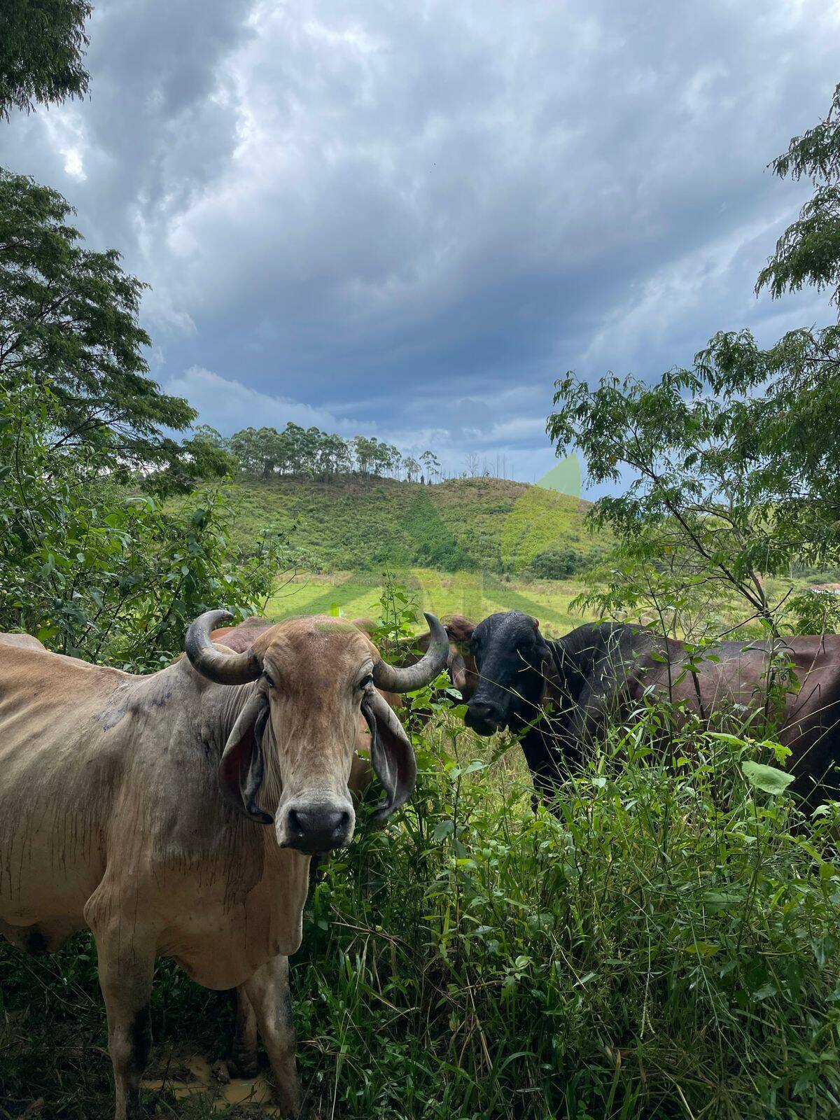 Fazenda, 436 hectares - Foto 36
