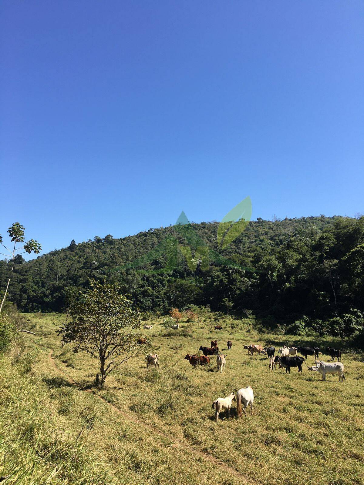 Fazenda, 436 hectares - Foto 46