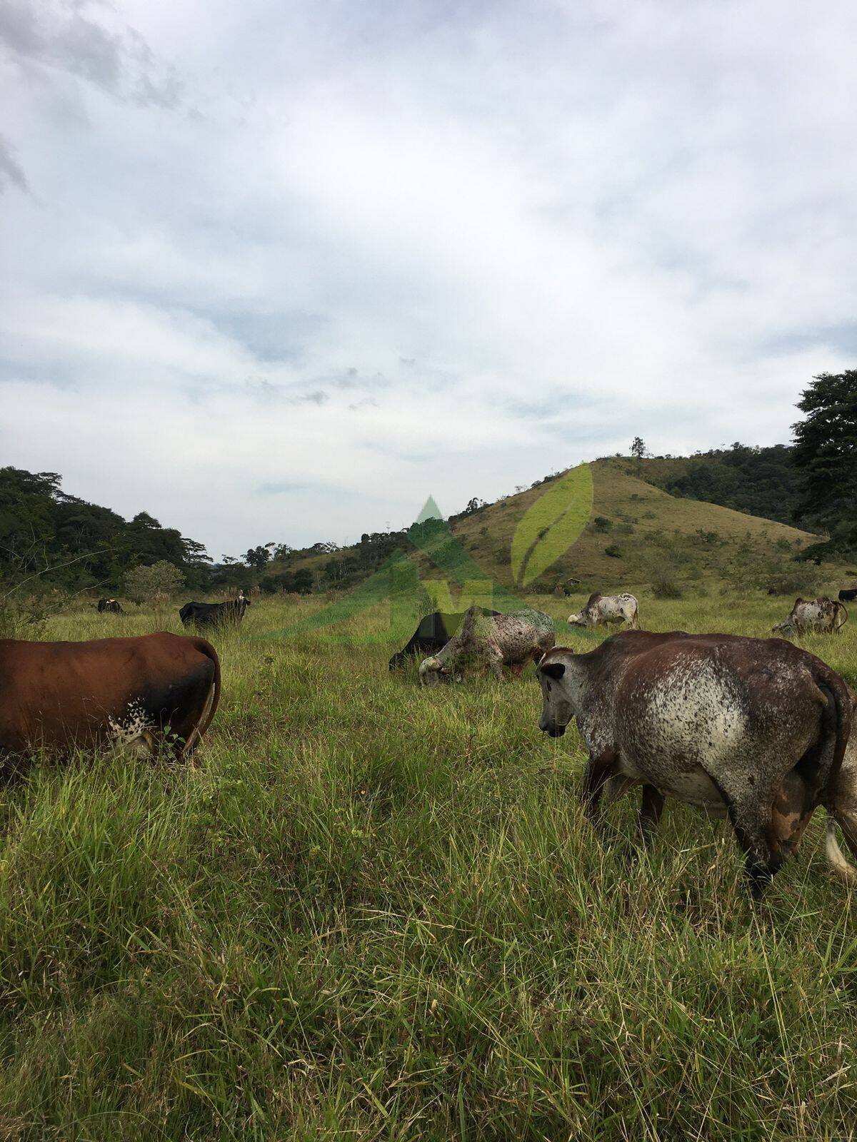 Fazenda, 436 hectares - Foto 48