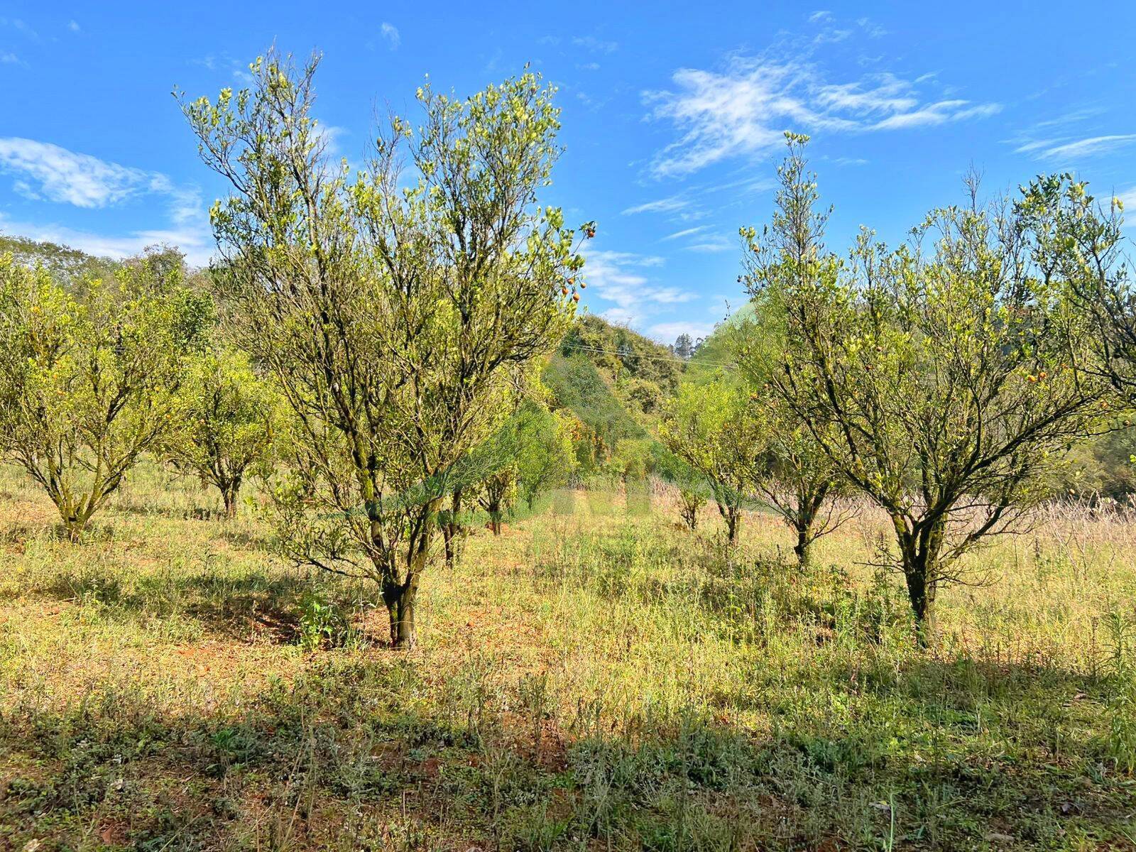 Sítio, 3 quartos, 12 hectares - Foto 31