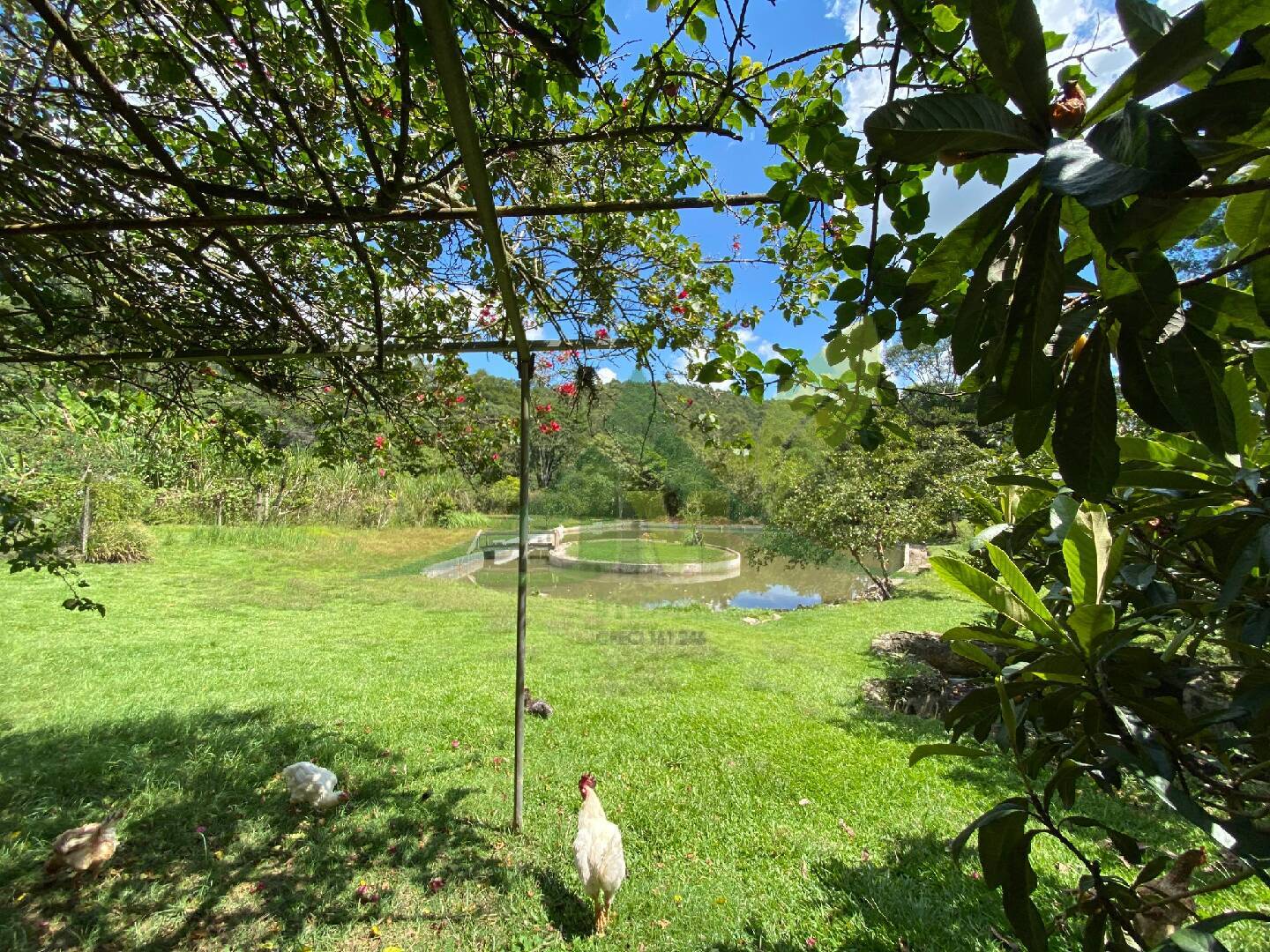 Sítio, 5 quartos, 3 hectares - Foto 37