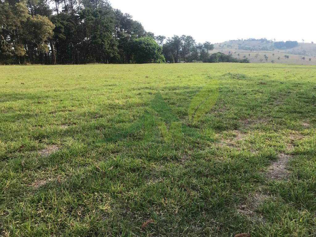 Fazenda, 2420 hectares - Foto 10