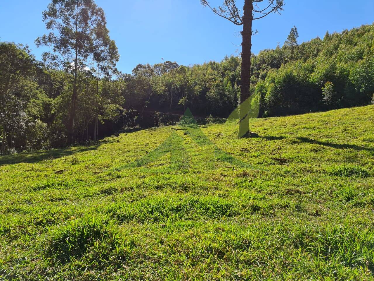 Sítio, 4 quartos, 53 hectares - Foto 11