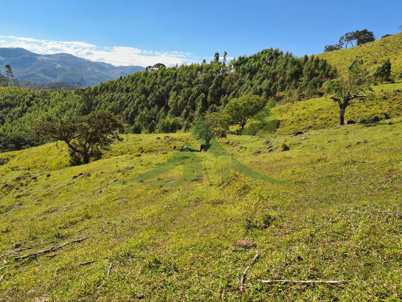 Sítio, 4 quartos, 53 hectares - Foto 3